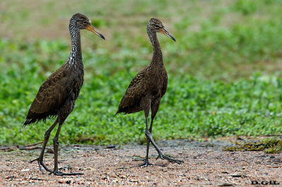 CARAO (Aramus guarauna) - (Juveniles) Laguna del Diario - MALDONADO (Noviembre 2021)